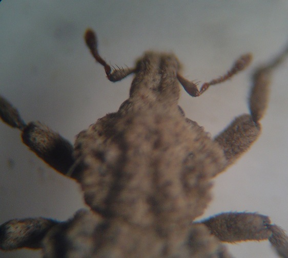 Curculionidae for determination